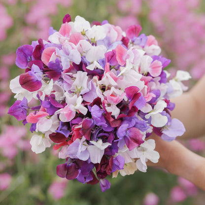 Sweet pea spencer mix pink and white flowers held by person on a blurred background