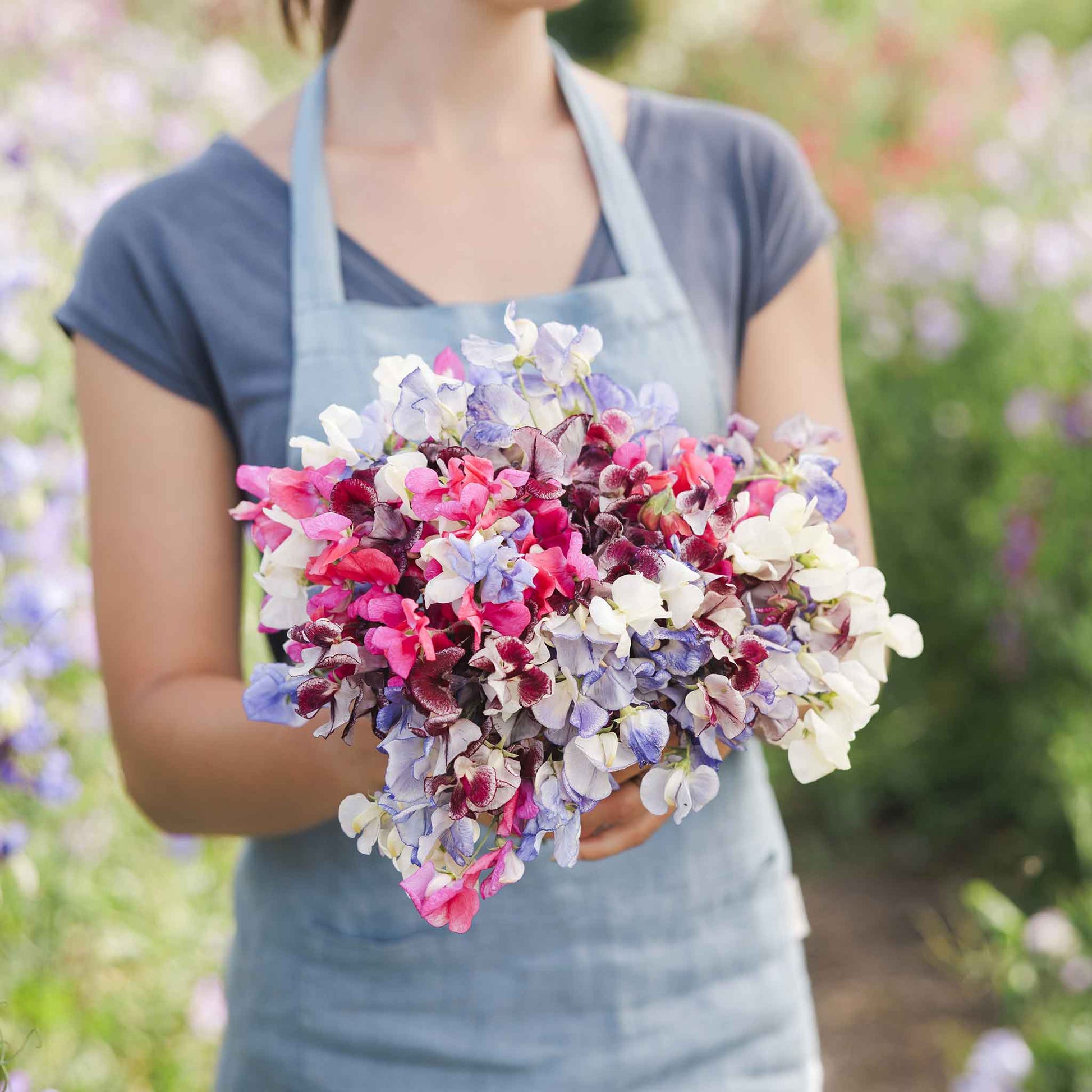 Sweet pea streamer mix vibrant pink and purple blooms held on a blurred background