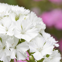 Sweet william albus white blooms with pink accents on a soft blurred background