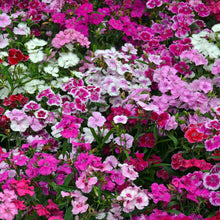 Sweet william indian carpet mix pink, red and white flowers with a blurred background