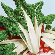 A lush, green Fordhook Giant Swiss Chard plant stands vibrant and healthy.