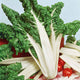 Swiss Chard Seeds - Fordhook Giant