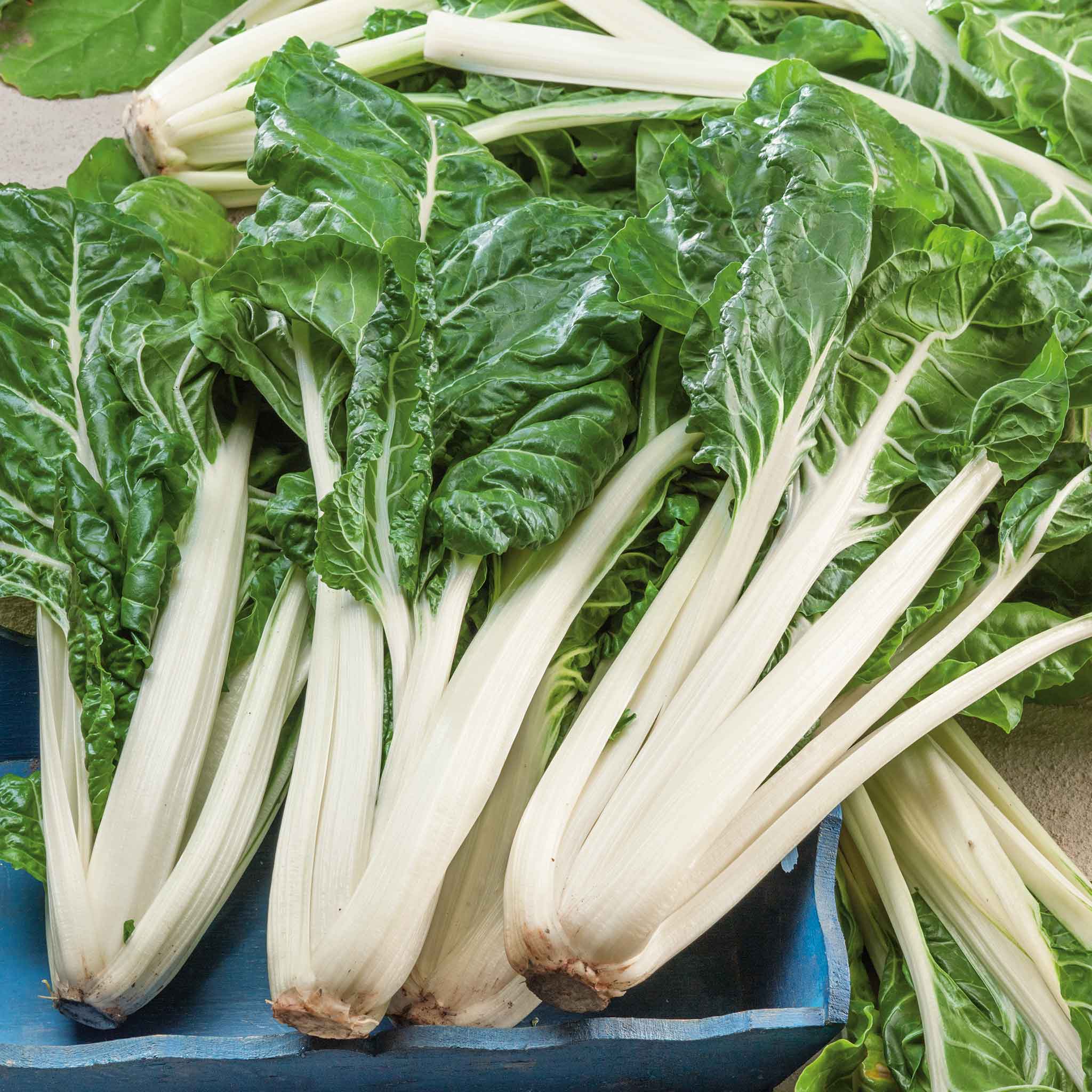 Chard Rib Eye Swiss Chard Seeds - Large White Rib | Vegetable Seeds in Packets & Bulk ...