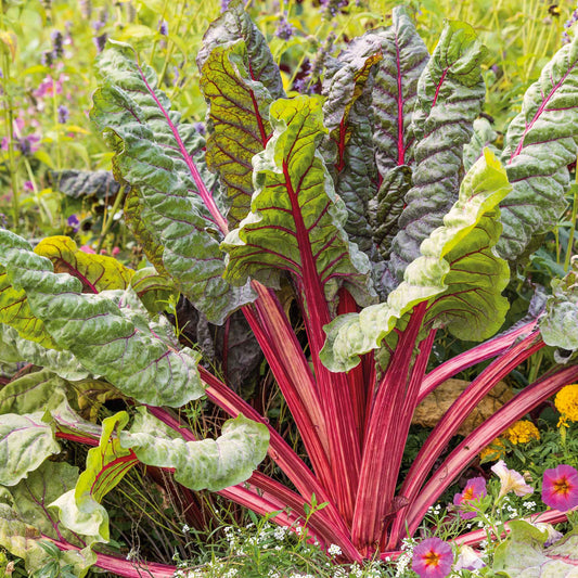 A cluster of vibrant Ruby Red Swiss Chard with prominent red stems and lush green leaves.