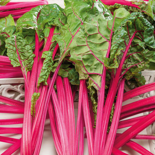 A close-up of vibrant pink lipstick Swiss chard stems and green leaves.
