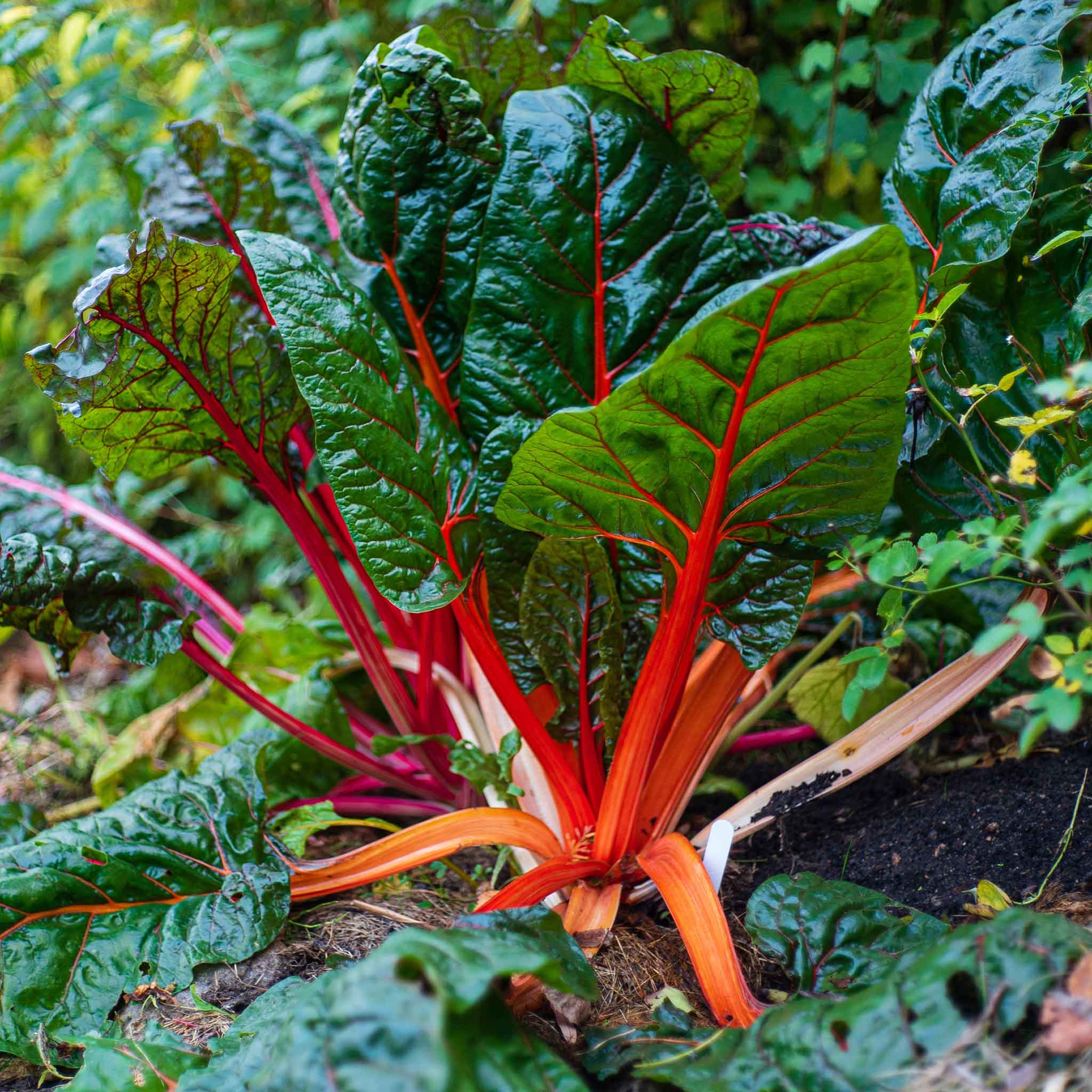 Swiss Chard Seeds - Ruby Red | Vegetable Seeds in Packets & Bulk | Eden ...