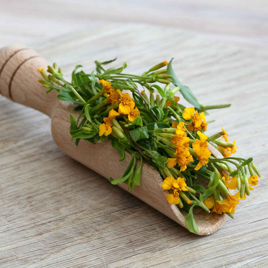 Mexican Tarragon stems with yellow flowers arranged inside a large wooden spoon.