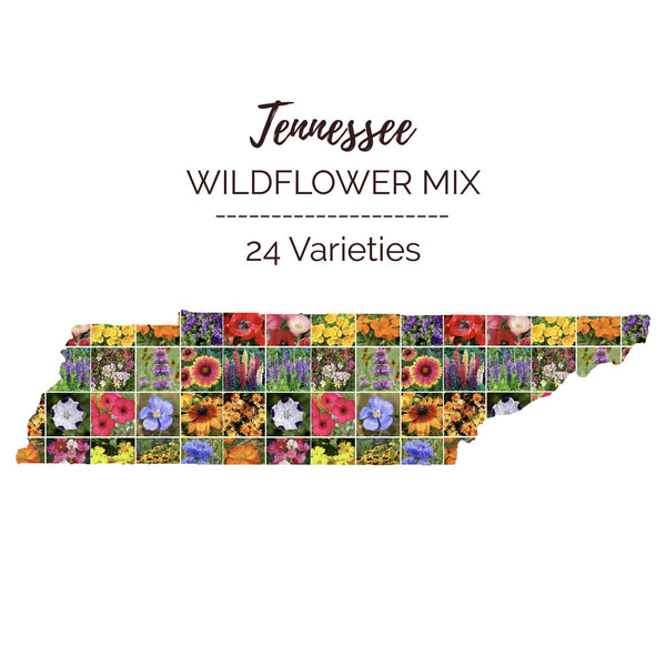 Tennessee Wildflower Seed Mix | Wildflower Seeds | Eden Brothers