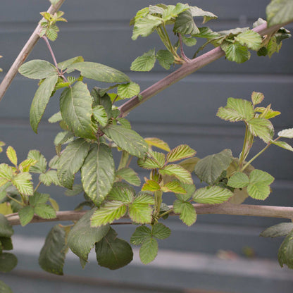 Thornless Blackberry Bush