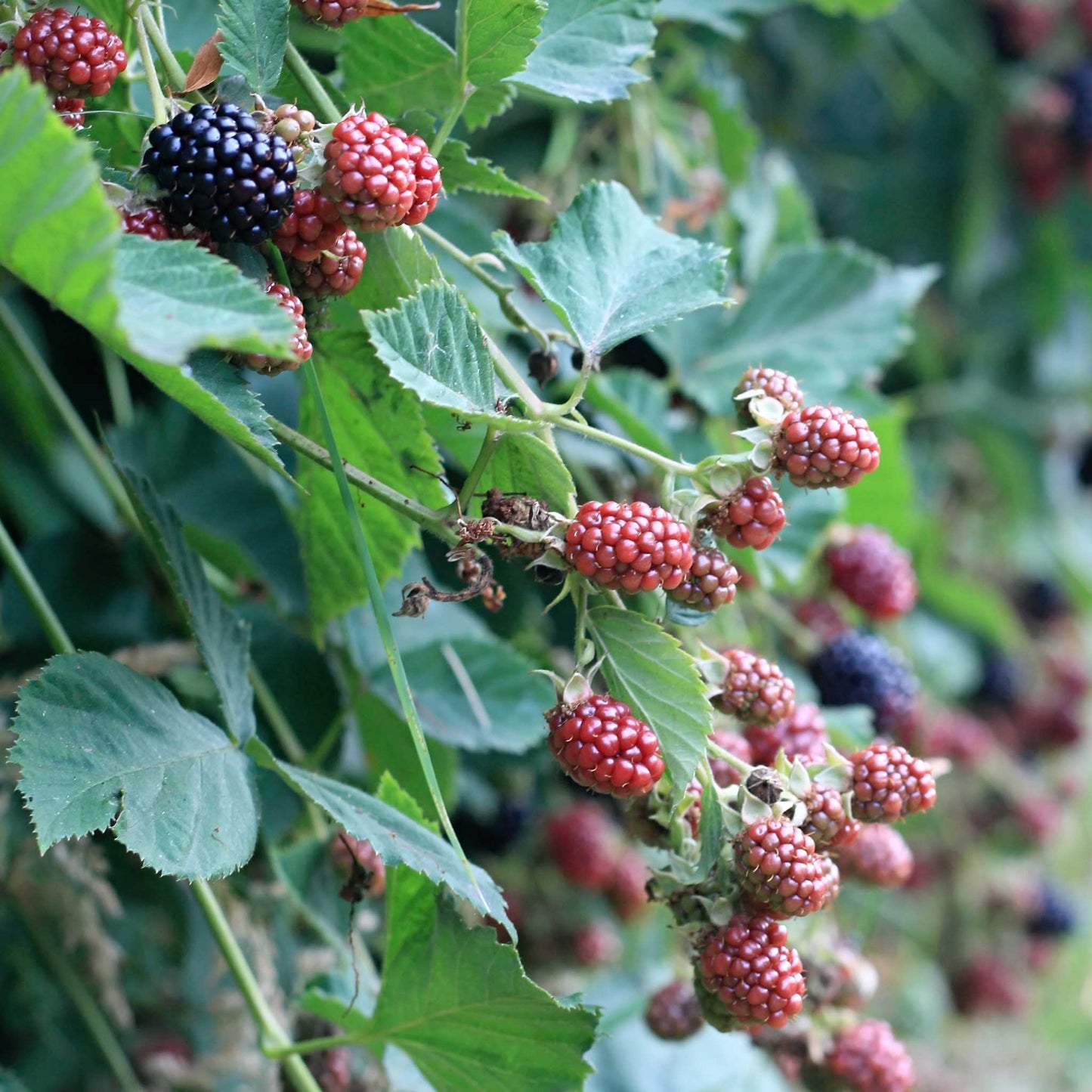 Thornless Blackberry Bush