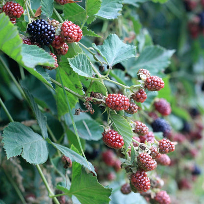 Thornless Blackberry Bush