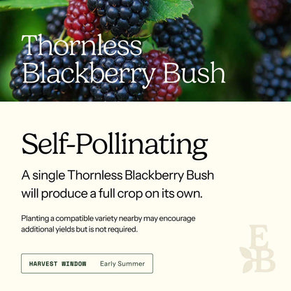 Informational graphic for a Thornless Blackberry Bush, featuring a top photo of blackberries and text stating it is self-pollinating and produces a full crop on its own.