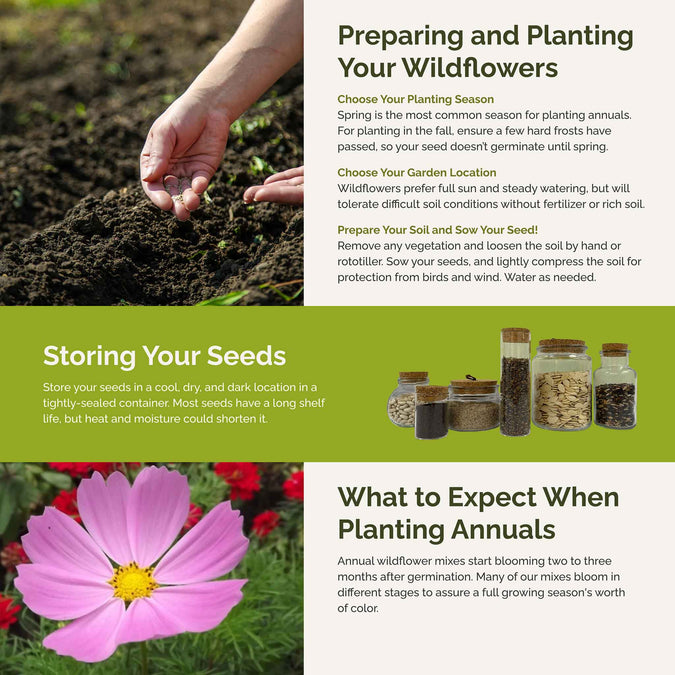tickled pink planting