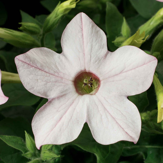 Close-up of a white Saratoga Appleblossom tobacco flower with pink veins.