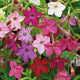 Tobacco Seeds - Sensation Mix