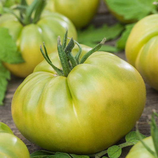 A ripe, Aunt Rubys German Green tomato with subtle yellow undertones hangs. | copyright: Floramedia UK Ltd