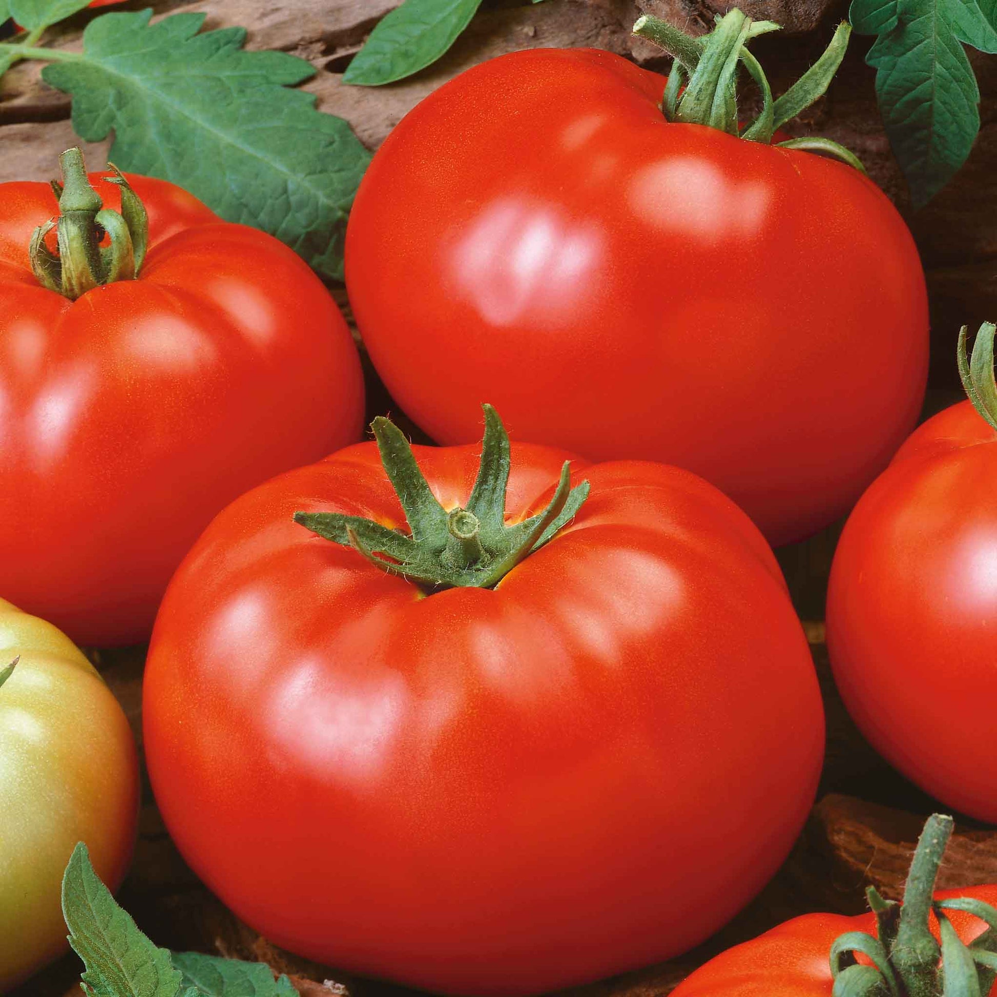 A ripe, red beefsteak tomato with green leaves, with other tomatoes blurred.