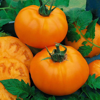 An orange tomato sliced with whole Chef's Choice Orange tomatoes with green leaves in the background.