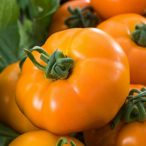 tomato-chefs-choice-orange-f1-