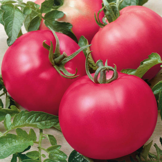 A vibrant pink tomato, a Chef's Choice Pink F1, showcasing its smooth skin and rich color.