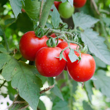 A Large Red Cherry tomato, ripe and glossy, hangs from a vine with green leaves.
