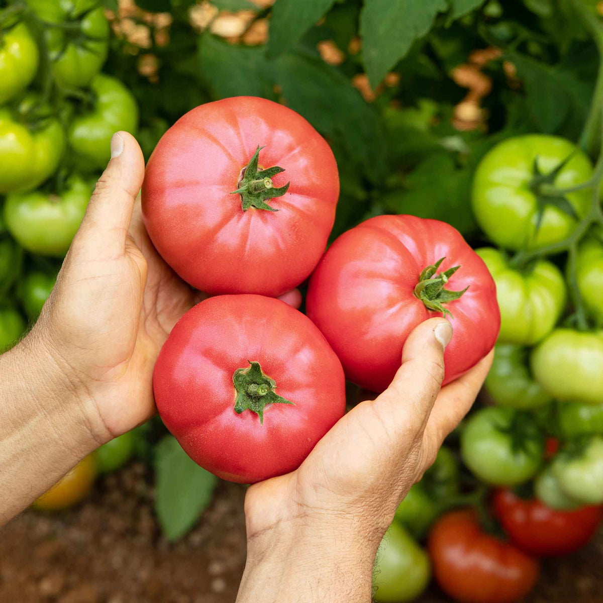 Three ripe, red Delicious tomatoes being held, shown against a blurred green background.