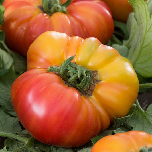 A Kellogg's Breakfast tomato, likely orange or yellow, sliced, showcasing its large size. | copyright: Floramedia UK Ltd