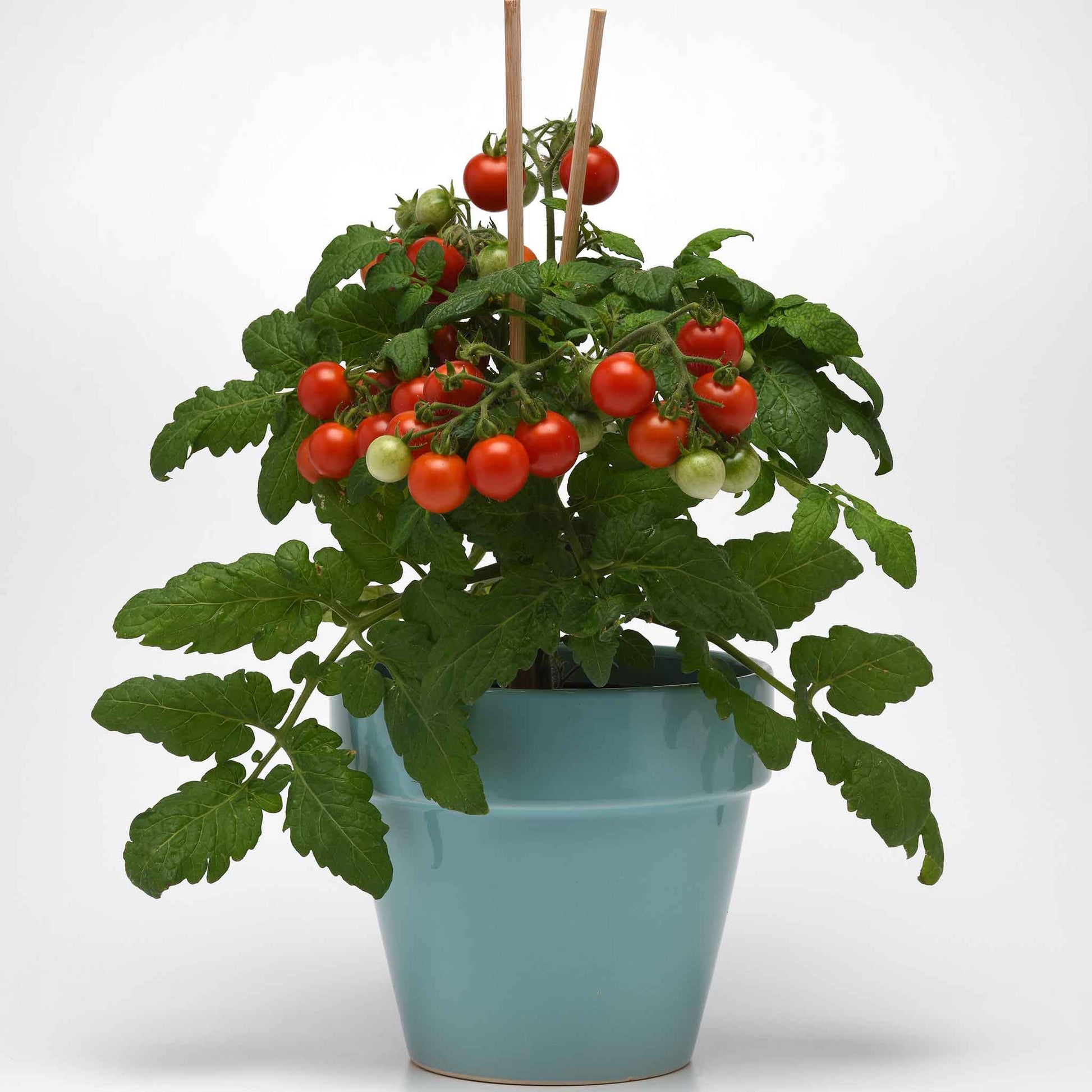 Tomato Seeds Kitchen Minis 'Siam' Vegetable Seeds in Packets & Bulk