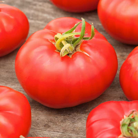 Red Marmande VF tomato with distinct ribbed sides and a green stem. | copyright: Floramedia UK Ltd
