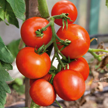 A ripe, red Moneymaker tomato hangs from a vine ready for harvest.