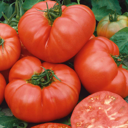 A ripe, Ponderosa Pink tomato with a slightly irregular shape and smooth skin, ready for harvest.