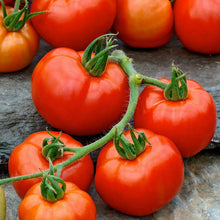 A vibrant red Rutgers VF tomato with a few green leaves on the vine. | copyright: Floramedia UK Ltd