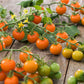 Sungold tomatoes on a vine with green and red leaves on a wooden surface | copyright: Floramedia UK Ltd
