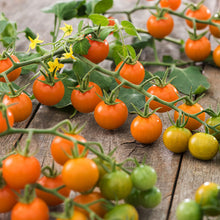 Sungold tomatoes on a vine with green and red leaves on a wooden surface | copyright: Floramedia UK Ltd