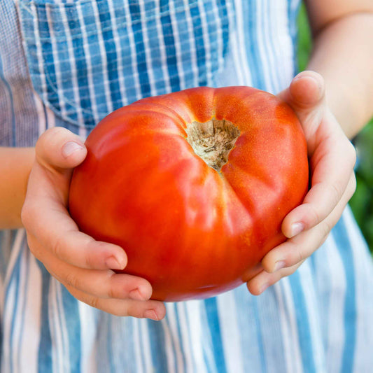 A large ripe Supersteak Hybrid tomato held to show its large size.