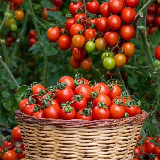 A basket full of small Sweetie tomatoes with a cluster hanging above them.