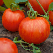 A ripe, red tomato with distinctive orange and yellow stripes, indicating the "Tigerella" variety. | copyright: Floramedia UK Ltd