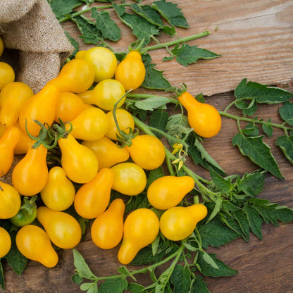 Image of a cluster of yellow pear tomatoes.
