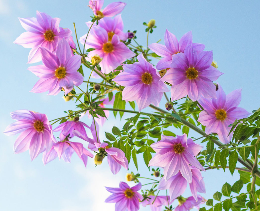 Pink tree dahlia flowers with green leaves against a clear blue sky