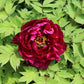 Magenta fragrant champion guan qun fang tree peony flower surrounded by green leaves