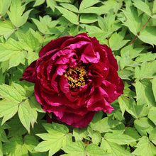 Magenta fragrant champion guan qun fang tree peony flower surrounded by green leaves