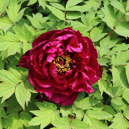 Magenta fragrant champion guan qun fang tree peony flower surrounded by green leaves
