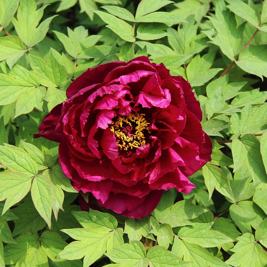 Magenta fragrant champion guan qun fang tree peony flower surrounded by green leaves
