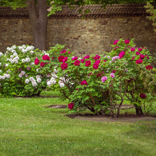 Bushes with pink and white fragrant champion guan qun fang tree peony flowers in a garden setting with a stone wall in the background.