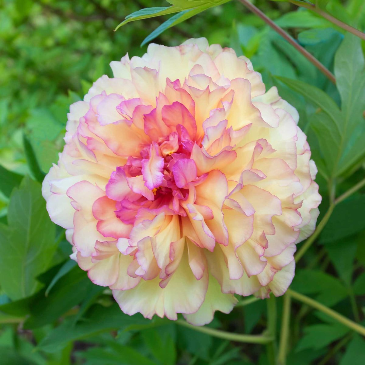 Tree Peony Roots - Kinkaku (Jin Ge) | Fall Flower Bulbs | Eden Brothers