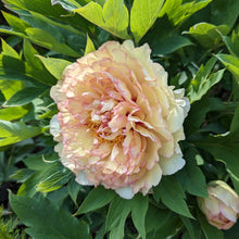 Close-up of a pink and yellow kinkaku jin ge tree peony flower with green leaves in the background