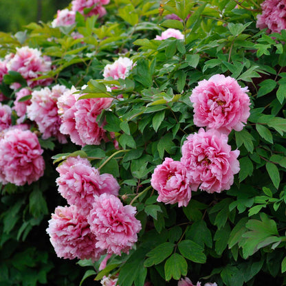 Pink waterlily rou fu rong tree peony flowers with green leaves in a garden setting