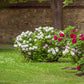 Pink waterlily rou fu rong tree peony flowers with green leaves in a garden setting