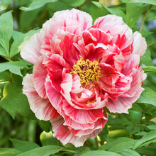 Pink and white shima nishiki dao jin tree peony flower with green leaves in the background