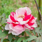 Pink and white shima nishiki dao jin tree peony flower with green leaves in the background